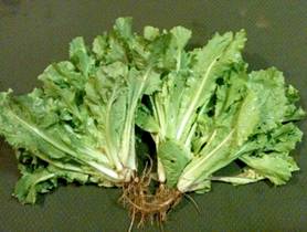 Share-Week-2 Escarole-4x6.jpg