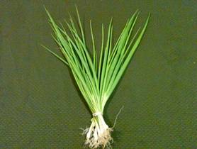 Share-Week-3 Scallions-4x6.jpg