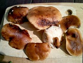 Description: CSA-Tour-Shiitaki-Mushrooms-4x6